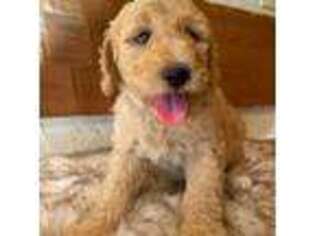 Goldendoodle Puppy for sale in Hagerstown, IN, USA