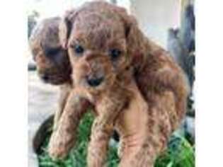 Cavapoo Puppy for sale in Whittier, CA, USA