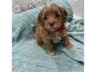 Cavapoo Puppy for sale in Fort Lauderdale, FL, USA