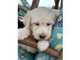 Labradoodle Puppy for sale in Elgin, TX, USA