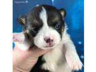 Pembroke Welsh Corgi Puppy for sale in New Albany, MS, USA