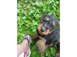 Airedale Terrier Puppy for sale in Noblesville, IN, USA