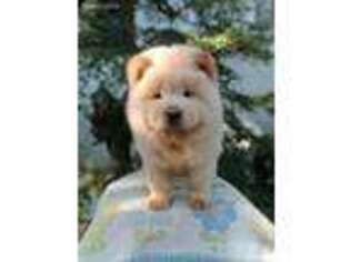 Chow Chow Puppy for sale in Ellicott City, MD, USA