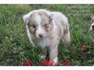 Australian Shepherd Puppy for sale in Mount Ulla, NC, USA