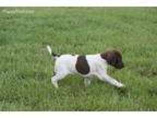 German Shorthaired Pointer Puppy for sale in San Angelo, TX, USA