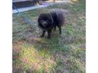 Pomeranian Puppy for sale in Chiefland, FL, USA