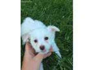 Maltese Puppy for sale in Antwerp, NY, USA