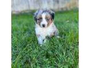 Miniature Australian Shepherd Puppy for sale in Tollesboro, KY, USA