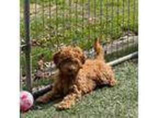 Goldendoodle Puppy for sale in Berkeley Springs, WV, USA