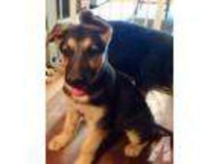 German Shepherd Dog Puppy for sale in WESTOVER, PA, USA