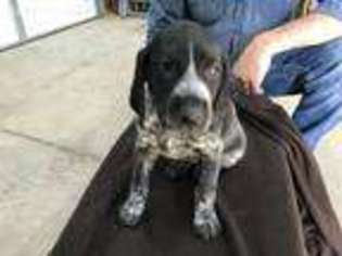 German Shorthaired Pointer Puppy for sale in Columbia City, IN, USA