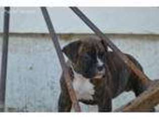 Boxer Puppy for sale in Sterling, CO, USA