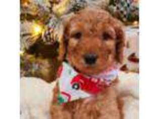 Goldendoodle Puppy for sale in Kingsport, TN, USA