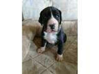 Great Dane Puppy for sale in Westcliffe, CO, USA