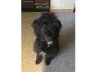 Labradoodle Puppy for sale in Arlington Heights, IL, USA