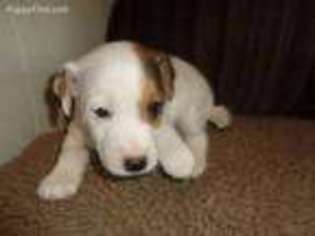 Jack Russell Terrier Puppy for sale in Wills Point, TX, USA