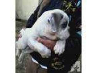 Bulldog Puppy for sale in RIDGEWAY, VA, USA