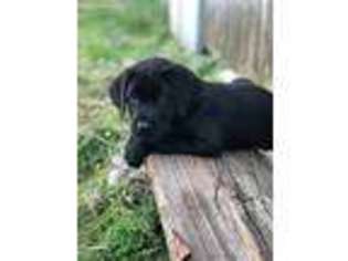 Labrador Retriever Puppy for sale in Seaman, OH, USA