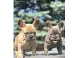 French Bulldog Puppy for sale in Uniondale, NY, USA