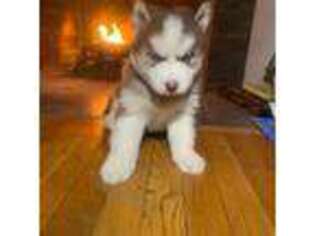 Siberian Husky Puppy for sale in Warwick, RI, USA