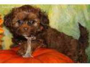 Shih-Poo Puppy for sale in Billings, MO, USA
