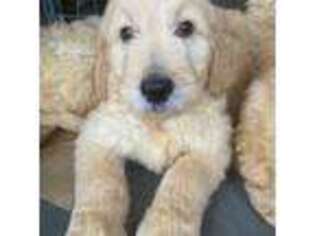 Goldendoodle Puppy for sale in Shrewsbury, MA, USA