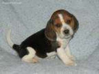 Beagle Puppy for sale in Lebanon, PA, USA