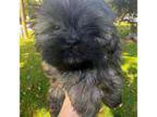 Shih-Poo Puppy for sale in Daphne, AL, USA