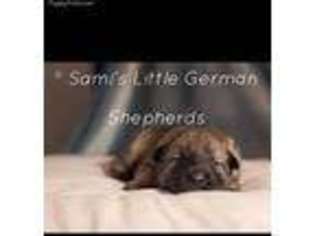 German Shepherd Dog Puppy for sale in Acworth, GA, USA