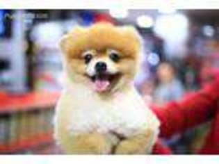 Pomeranian Puppy for sale in Woodside, NY, USA