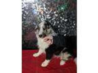 Shetland Sheepdog Puppy for sale in Glen Carbon, IL, USA