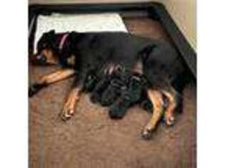 Rottweiler Puppy for sale in Ashley, OH, USA