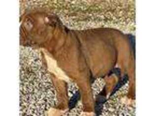 Alapaha Blue Blood Bulldog Puppy for sale in Grafton, OH, USA