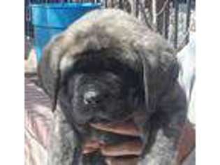 Mastiff Puppy for sale in Littlerock, CA, USA