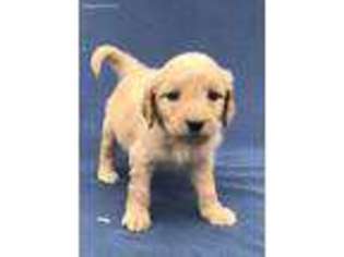 Golden Retriever Puppy for sale in Newfolden, MN, USA