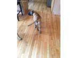 Bullmastiff Puppy for sale in Plainfield, IL, USA
