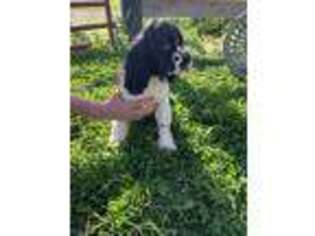 Cocker Spaniel Puppy for sale in Carlisle, KY, USA