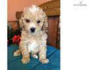 Mutt Puppy for sale in Topeka, KS, USA