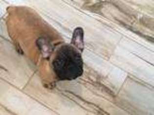 French Bulldog Puppy for sale in Marshfield, WI, USA