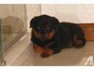 Rottweiler Puppy for sale in TALLMADGE, OH, USA