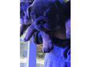 Bulldog Puppy for sale in Johnston, RI, USA