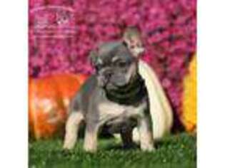 French Bulldog Puppy for sale in Jackson, TN, USA