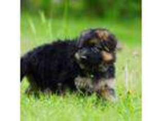 German Shepherd Dog Puppy for sale in Wichita, KS, USA
