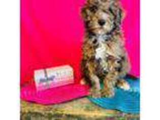 Mutt Puppy for sale in Seneca, WI, USA