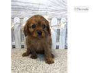 Cavalier King Charles Spaniel Puppy for sale in Fort Wayne, IN, USA