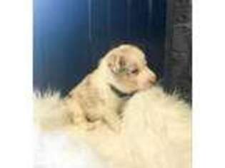 Border Collie Puppy for sale in Ocala, FL, USA