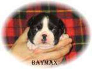 Boston Terrier Puppy for sale in AMSTON, CT, USA