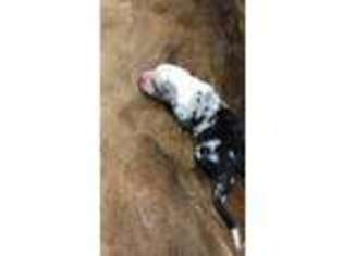 Australian Shepherd Puppy for sale in Quitman, TX, USA