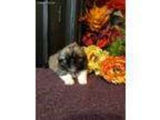 Pekingese Puppy for sale in Dodd City, TX, USA
