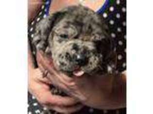 Mastiff Puppy for sale in Spring Valley, WI, USA